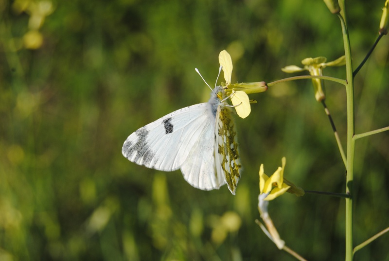 Conferma pieridae